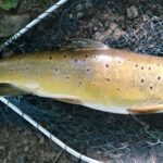 Stocked brown trout
