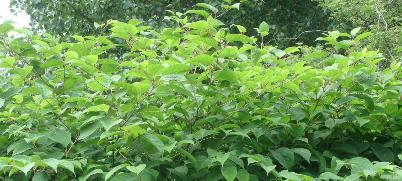 Japanese Knotweed