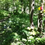 Litter on Scalby Beck